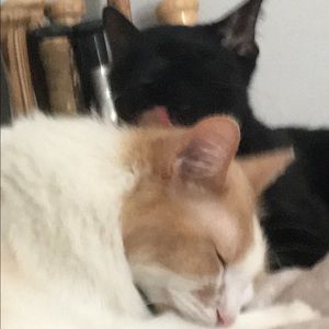 Meet your Posher, Lucas